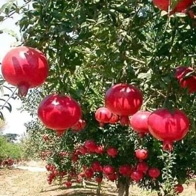 Profile Picture of Ruby De Escobar (@RubydeEscobar1) on Twitter