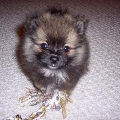 Profile Picture of David Dorsey (@daviddorsey) on Twitter