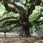 Profile Picture of Phyllis Branham Kelly (@phyllis.b.kelly) on Instagram