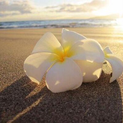 Profile Picture of Debra Weaver (@1_Kepola) on Twitter