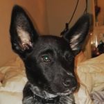 Profile Picture of Adam Corson (@adamcorson) on Instagram