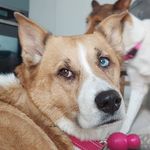 Profile Picture of Corey Trudeau (@trudeau.corey) on Instagram