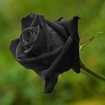 Profile Picture of Harper Lorraine (@vinsmokeniji2) on Instagram