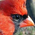 Profile Picture of Kenneth Cardinal (@kennycardinal) on Instagram