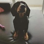 Profile Picture of Lawrence Cooper Cedeño (@lawrence_dachshund) on Instagram