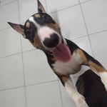 Profile Picture of Thor Marshalls Matters (@thor.matters_the_bull_terrier) on Instagram