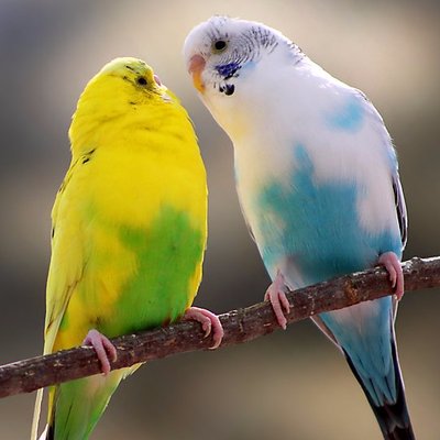 Profile Picture of Amrita Gill (@amritagill333) on Twitter