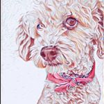 Profile Picture of CindyLlamas (@cindy.pyr) on Instagram