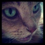 Profile Picture of kingchee (@kingchee) on Instagram