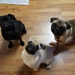 Profile Picture of The Martin Grumble (@themartingrumble) on Instagram