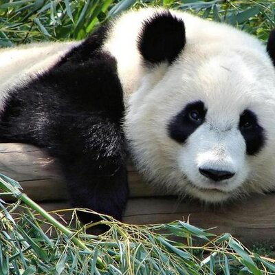 Profile Picture of Cesar Collazo (@CisarAdi) on Twitter
