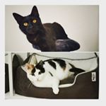 Profile Picture of Feivel und Sushi (@feivel_and_sushi) on Instagram