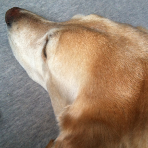 Profile Picture of Kerry Glasier (@ksheard) on Poshmark