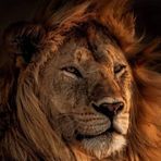 Profile Picture of Andrew Ross (@Andrew-Ross) on Facebook