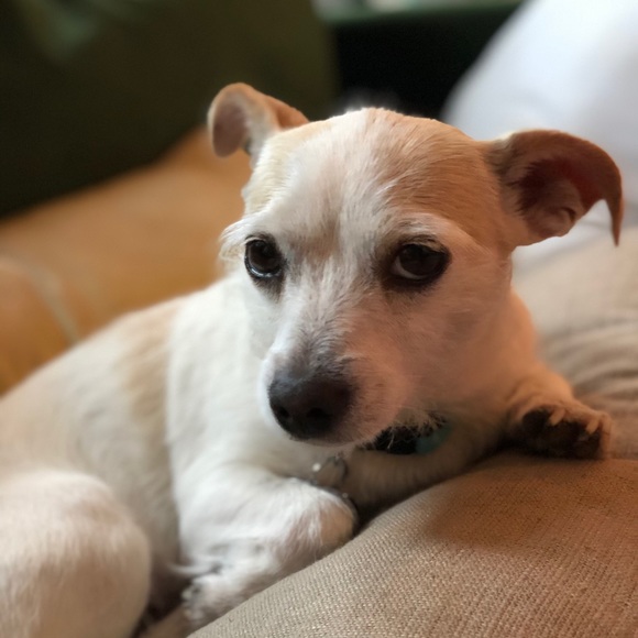 Profile Picture of Stephanie Charlebois (@steffiegrayii) on Poshmark