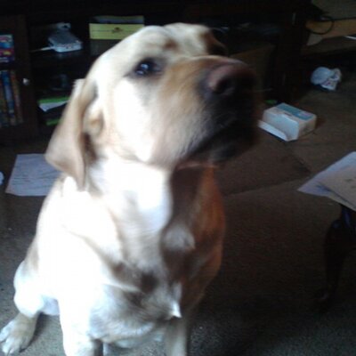 Profile Picture of Scott Osowski (@skott6138) on Twitter