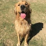 Profile Photo of Walter The Golden Retriever (@waltergoldenretriever) on Instagram