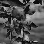 Profile Picture of Wilding Farm (@wildingcider) on Instagram