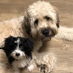 Profile Picture of Wheaton & Tibetan Terrier (@mookieandharry) on Instagram