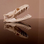 Aaron Whitehead - Flickr Profile Picture of Aaron Whitehead (@aaronmw456) on Flickr