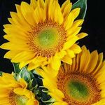 Profile Picture of Deb Graham (@debg2408) on Instagram