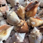 Profile Picture of Tom DePaolo (@tom.depaolo) on Facebook