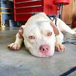 Profile Picture of Benjamin Drake Broeker (@benny.bear_) on Instagram