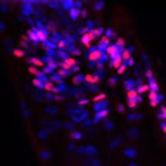 Profile Picture of Julianna Goldbas (@jgoldbas) on Poshmark