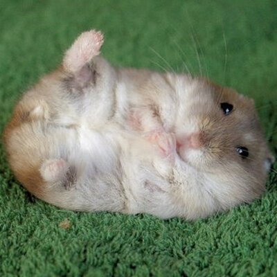 Profile Picture of Alexander Jackman (@voodabay) on Twitter