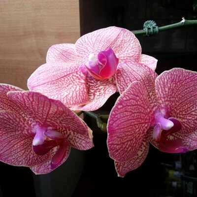 Profile Picture of G. Fernandes Scott (@FernandesScott) on Twitter