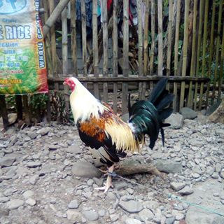 Profile Picture of Peter Palero (@peter.palero.31) on Facebook