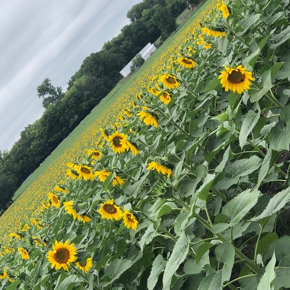 Profile Picture of Janet Oneal (@janetoneal) on Poshmark