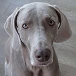 Profile Picture of Robert Herman (@hermsimcoe) on Instagram