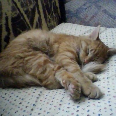 Profile Picture of Benjamin Salcedo Rod (@left4dead_ellis) on Twitter