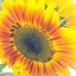 Profile Picture of Nicole Knickerbocker (@nicole.knickerbocker) on Instagram