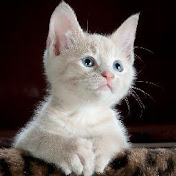 Profile Picture of Deljavan (@deljavan4955) on Youtube