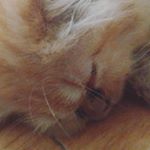 Profile Picture of Nabeela Ankshuk Chowdhury (@nab_eee_laaa) on Instagram