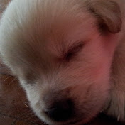 Profile Picture of Sio Ben Chao (@LEON482069) on Youtube