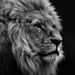 Profile Picture of Cory Niles (@caniles87) on Pinterest