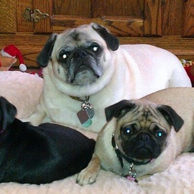 Profile Picture of Frank,Molly&Bella (@FranknMollyPugs) on Twitter