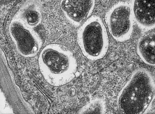 Profile Picture of Bradyrhizobiumon Wikipedia