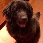 Profile Picture of Ivan Morey-Castle (@moreycastle) on Instagram