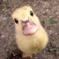 Profile Picture of Chloe Dubasik (@chloe-dubasik) on Quora
