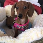 Profile Picture of Lily🌷 (@lilythesausagelink) on Instagram