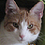 Profile Picture of Lynn Douglass (@thecreamsiclecat) on Flickr