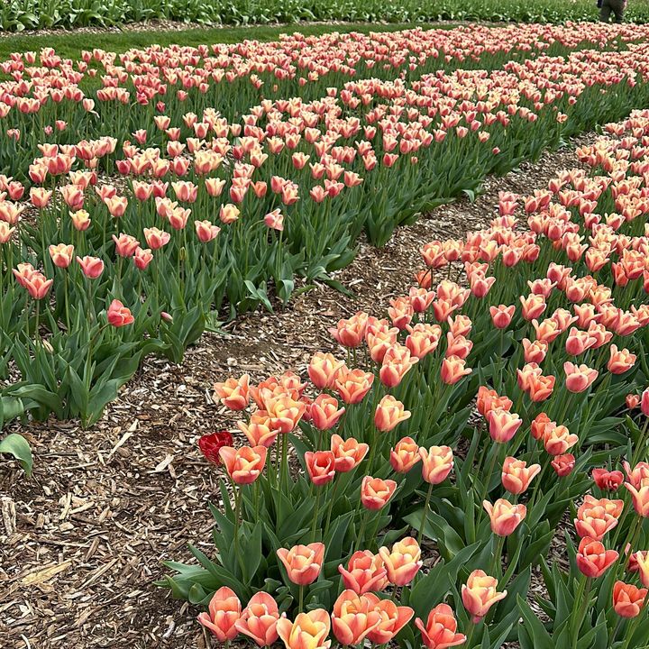 Profile Picture of Sarah (@ssarahcameronn) on Tiktok