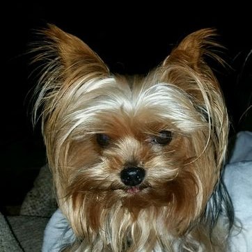 Profile Picture of X Chet Hamby Sr.  A Very Proud Deplorable (@HambySr) on Twitter