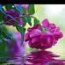 Profile Picture of D R Dammika Perera (@drdammika.perera) on Facebook