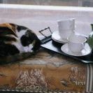 Profile Picture of Janet Frizzle (@sarahfriz2) on Pinterest