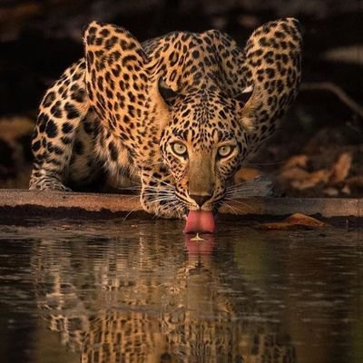 Profile Picture of Orlando Silva (@orlandosilva307) on Twitter